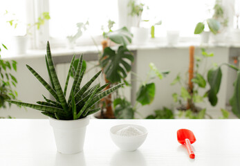 Sansevieria cylindrica in pot on white background