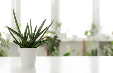 Sansevieria cylindrica in pot on white background