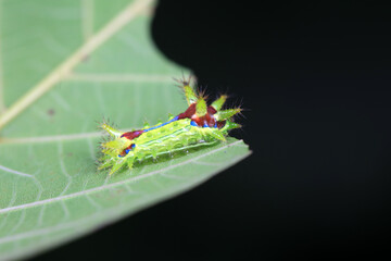 The larvae of the moth on wild plants, North China