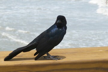 Boat-tailed grackle on the pier in Florida beach, closeup