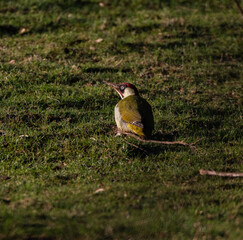Green Woodpecker perched on grass, looking towards the left.