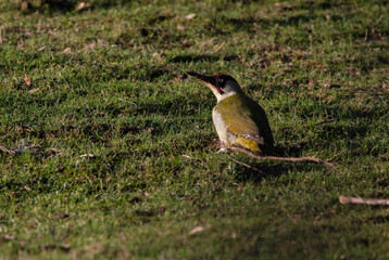 Green Woodpecker perhed in some grass, looking towards the camera