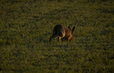 Hare grazing in a field, facing away from the camera.