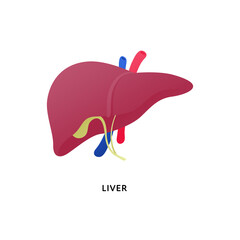 Human organ collection. Vector flat modern anatomical icon color illustration. Red liver with artery isolated on white background. Health care sign. Design element for hepatology, medicine, biology.