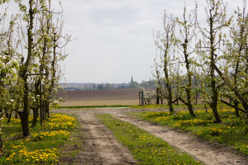 Belgian countryside with fruit trees abloom and the town church of Gingelom in the distance (Gingelom, Limburg)