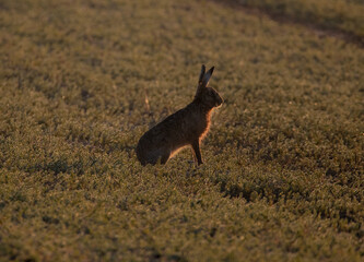 Hare in the early morning glow, in a field.