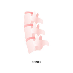 Human organ collection. Vector flat modern anatomical icon color illustration. Spine bones isolated on white background. Health care medical sign. Design element for orthopedics, medicine, biology.