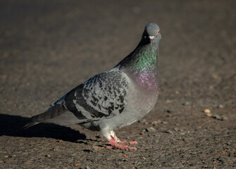 Homing PIgeon pecking in the road
