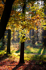 Lovely autumn leaves in a forest
