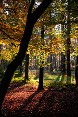 Lovely autumn leaves in a forest