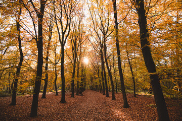 Fototapeta premium Lovely autumn leaves in a forest
