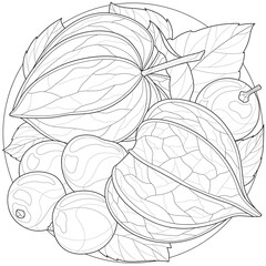 Physalis.Coloring book antistress for children and adults. Illustration isolated on white background.Zen-tangle style.