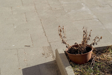 a brown plastic pot with a dried flowerpot stands on the lawn on a spring day