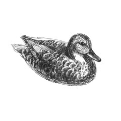 Duck. Freehand pencil illustration. Sketch, sketch of a bird.