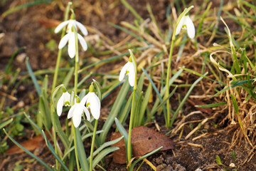 a few small growing snowdrops in early spring . early flowers