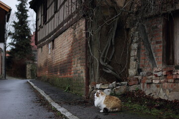 冬のドイツの田舎街歩き。古民家と猫。エアフルト。