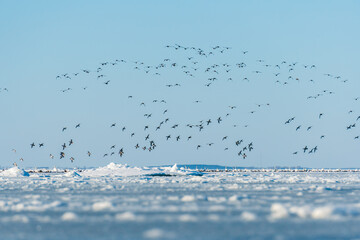 Swarm of seabirds meeting at an icehole in the frozen Baltic sea in Germany