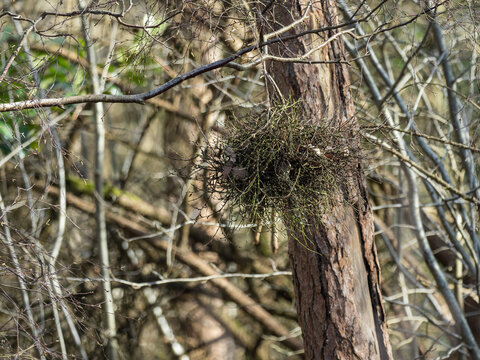 Witch's Broom in a Wood