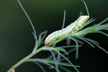 Moth larvae on wild plants, North China