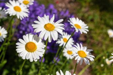Daisies are blooming in flower bed during sunny summer day having on background violet woodland sage and greenery