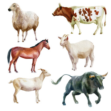 Watercolor illustration, bull, horse, sheep, goat and cow. The symbol of the new year, animals on the farm. Watercolor drawing.