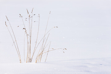 Fototapeta na wymiar Dry dead brown reeds growing in non-touched snow having shadow in right side of photo during sunny bright cold winter day 