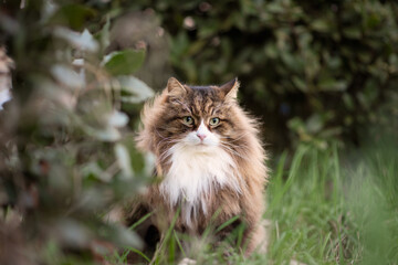 Naklejka na ściany i meble beautiful fluffy cat with very long whiskers and eyebrows sitting in the garden