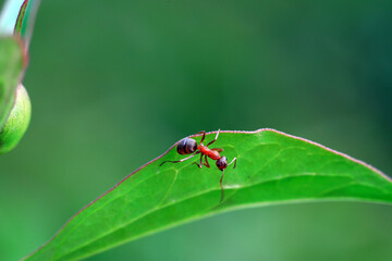 A brown ant crawls on a peony bud, North China