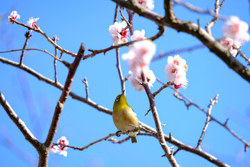 Fototapeta premium 梅の花とメジロ