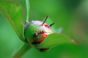 A brown ant crawls on a peony bud, North China