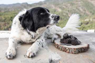 Border Collie black and white rests next to some black truffles. There are some mountains at the back.