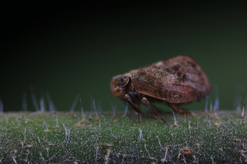 Wax cicada on wild plants, North China