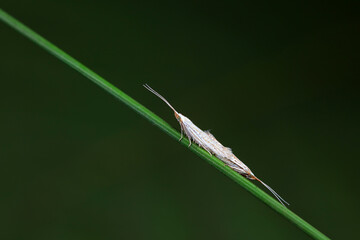 Moths mate on wild plants, North China