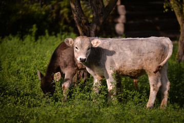 two dairy calves grazing green grass in the wild. young and cute animals from the village farm