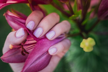 Hand with manicured pink colored nails holds lily on green background. Spring time Blossom