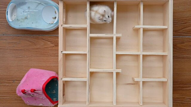 a cute hamster running on a maze and finding out the exit successfully