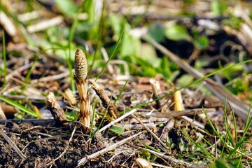 春になり地面から生えたつくし