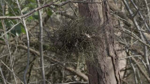 Witch's Broom Disease on a Tree