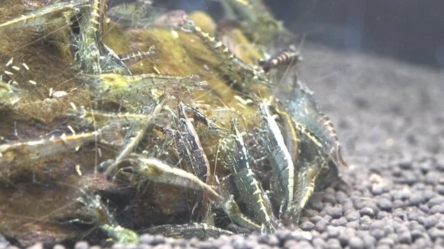 苔を食べるミナミヌマエビのアップ