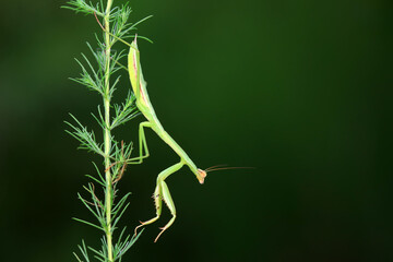 Mantis inhabits wild plants in North China