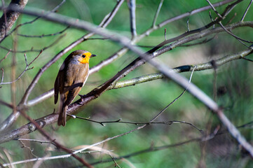 Red robin sitting in a tree