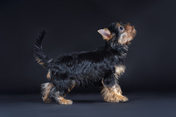 Cute puppy of yorkshire terrier standing on black background and looking up. Copy space.