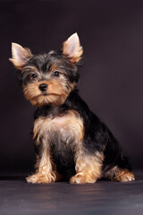 Cute little yorkshire terrier puppy sitting on dark background and looking right to the camera. Funny dog with pretty face expression, copy space.