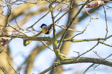 Great tit sitting in a tree.