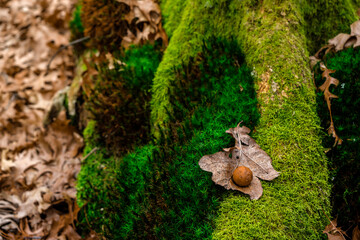 dried oak leaves and moss in the forest