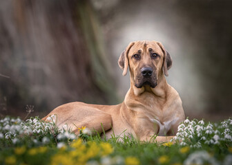 Broholmer Hund sitzt im Frühling vor Schneeglöckchen und Winterlingen im Garten - 417116300