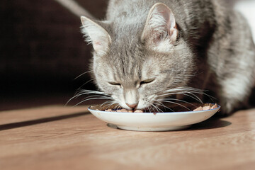 Beautiful tabby cat sitting next to a food bowl, placed on the floor next to the living room...
