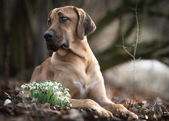 Broholmer Hund liegt im Frühling im Garten vor Schneeglöckchen - 417116344