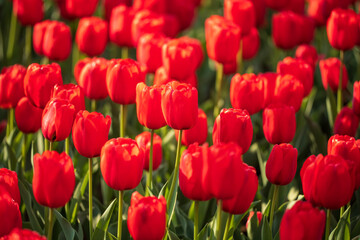 lots of red tulips in fields