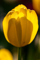 sunlight and shadow on yellow tulip petal